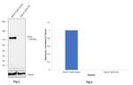 ACE2 Antibody in Western Blot (WB)