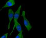 PPP1R1A Antibody in Immunocytochemistry (ICC/IF)