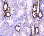 PPP1R1A Antibody in Immunohistochemistry (Paraffin) (IHC (P))