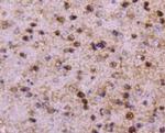 PPP1R1A Antibody in Immunohistochemistry (Paraffin) (IHC (P))