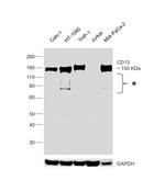 CD13 Antibody in Western Blot (WB)