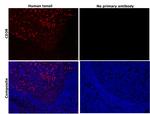 CD38 Antibody in Immunohistochemistry (Paraffin) (IHC (P))