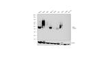 CD38 Antibody in Western Blot (WB)