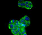 SIRT2 Antibody in Immunocytochemistry (ICC/IF)