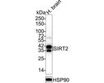 SIRT2 Antibody in Western Blot (WB)