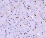 FosB Antibody in Immunohistochemistry (Paraffin) (IHC (P))