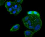 Bcl-10 Antibody in Immunocytochemistry (ICC/IF)