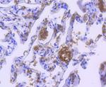 Hemoglobin alpha Antibody in Immunohistochemistry (Paraffin) (IHC (P))