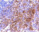 Hemoglobin alpha Antibody in Immunohistochemistry (Paraffin) (IHC (P))