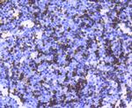 Hemoglobin alpha Antibody in Immunohistochemistry (Paraffin) (IHC (P))