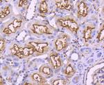 CD10 Antibody in Immunohistochemistry (Paraffin) (IHC (P))