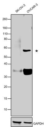 Caspase 6 p18 Antibody