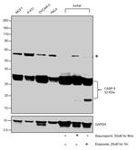 Caspase 6 p18 Antibody in Western Blot (WB)