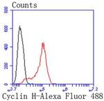 Cyclin H Antibody in Flow Cytometry (Flow)