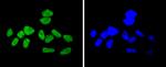 Cyclin H Antibody in Immunocytochemistry (ICC/IF)