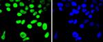 Cyclin H Antibody in Immunocytochemistry (ICC/IF)