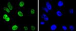 Cyclin H Antibody in Immunocytochemistry (ICC/IF)