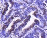 Cyclin H Antibody in Immunohistochemistry (Paraffin) (IHC (P))