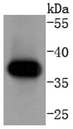 Cyclin H Antibody in Western Blot (WB)