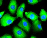 CD81 Antibody in Immunocytochemistry (ICC/IF)