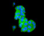 CD81 Antibody in Immunocytochemistry (ICC/IF)