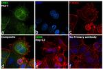 CD81 Antibody