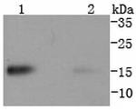 CD266 (TWEAK Receptor) Antibody in Western Blot (WB)