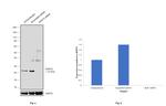 RAB7A Antibody in Western Blot (WB)