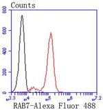 RAB7A Antibody in Flow Cytometry (Flow)