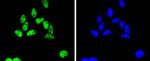 SMC1 Antibody in Immunocytochemistry (ICC/IF)