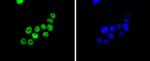 SMC1 Antibody in Immunocytochemistry (ICC/IF)