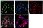 SMC1 Antibody in Immunocytochemistry (ICC/IF)