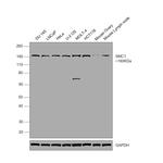 SMC1 Antibody in Western Blot (WB)