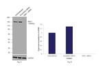 SMC1 Antibody in Western Blot (WB)