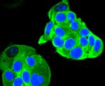 RET Antibody in Immunocytochemistry (ICC/IF)