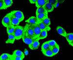 RET Antibody in Immunocytochemistry (ICC/IF)