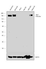 RET Antibody in Western Blot (WB)