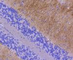 GluR1 Antibody in Immunohistochemistry (Paraffin) (IHC (P))