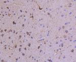 GluR1 Antibody in Immunohistochemistry (Paraffin) (IHC (P))