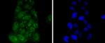 IRF3 Antibody in Immunocytochemistry (ICC/IF)