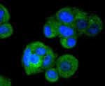 IRF3 Antibody in Immunocytochemistry (ICC/IF)