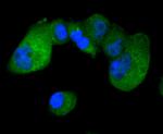 IRF3 Antibody in Immunocytochemistry (ICC/IF)