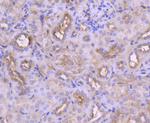 IRF3 Antibody in Immunohistochemistry (Paraffin) (IHC (P))