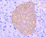 IRF3 Antibody in Immunohistochemistry (Paraffin) (IHC (P))