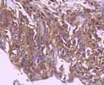 IRF3 Antibody in Immunohistochemistry (Paraffin) (IHC (P))