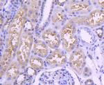 IRF3 Antibody in Immunohistochemistry (Paraffin) (IHC (P))