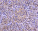 IRF3 Antibody in Immunohistochemistry (Paraffin) (IHC (P))