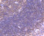 IRF3 Antibody in Immunohistochemistry (Paraffin) (IHC (P))