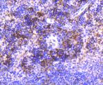 IRF3 Antibody in Immunohistochemistry (Paraffin) (IHC (P))