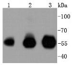 IRF3 Antibody in Western Blot (WB)